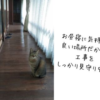 bネコちゃんがお気に入りのお昼寝場所をしっかりチェック
