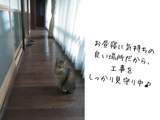 bネコちゃんがお気に入りのお昼寝場所をしっかりチェック